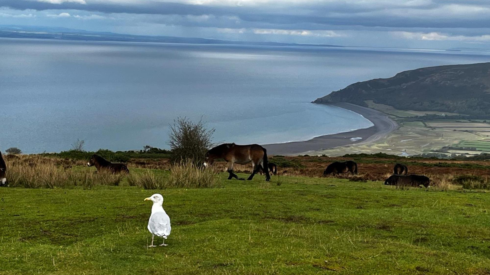 Cosy Nook Thatched With Exmoor Views * North Molton